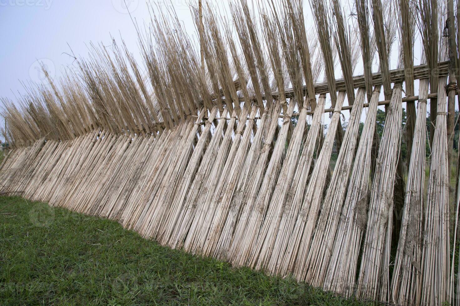 muchos yute palos son apilado para Dom el secado a sadarpur, faridpur, bangladesh uno y solamente yute cultivo es en faridpur, Bangladesh foto