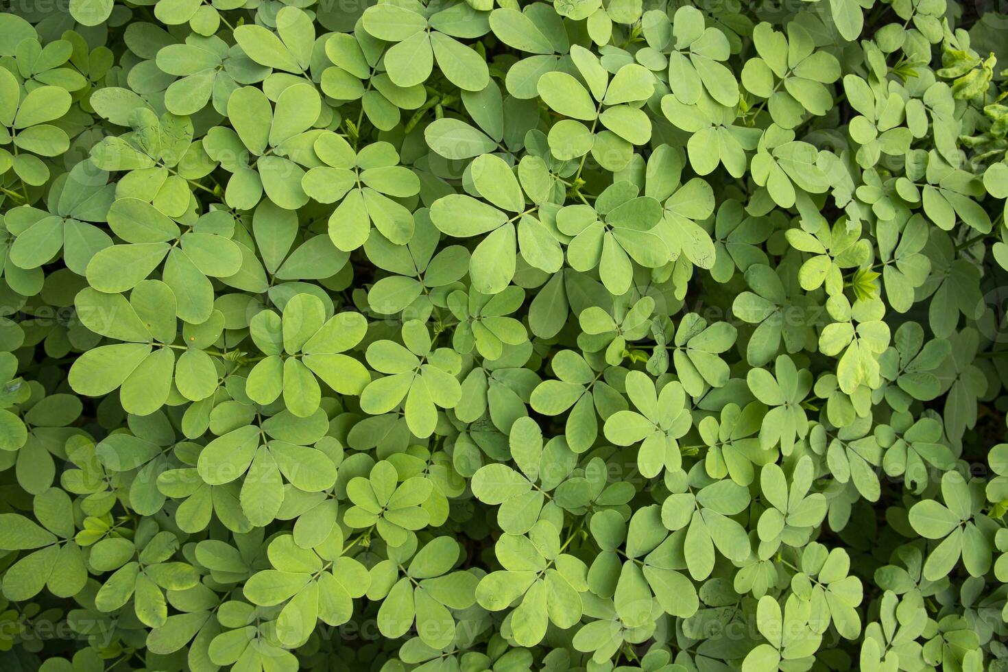 Top View of Green Leaves  Texture background photo