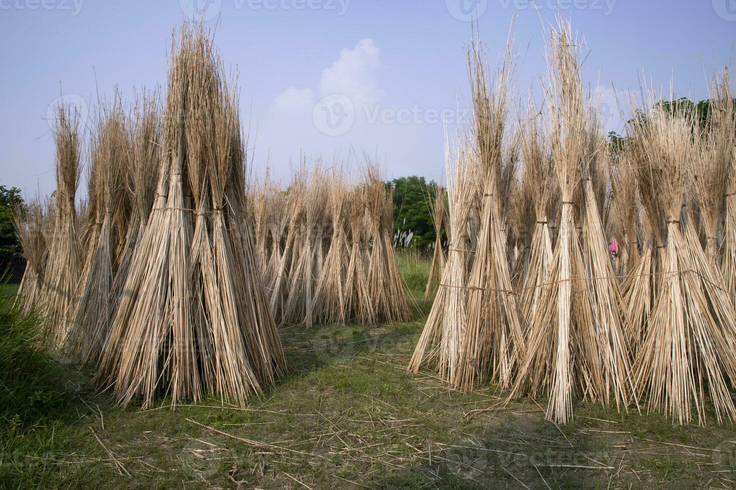 Many Jute sticks are stacked for sun drying at Sadarpur, Faridpur, Bangladesh. One and only Jute cultivation is in Faridpur, Bangladesh photo