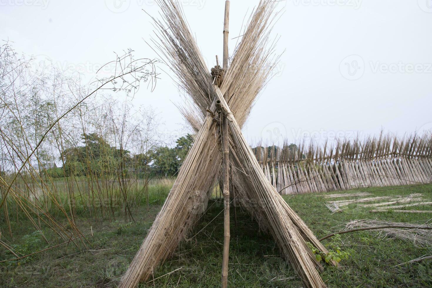 muchos yute palos son apilado para Dom el secado a sadarpur, faridpur, bangladesh uno y solamente yute cultivo es en faridpur, Bangladesh foto