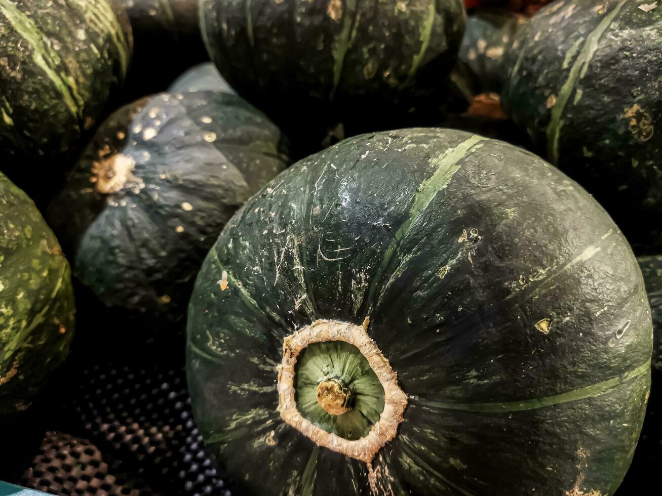 Bunch of mini green pumpkins photo