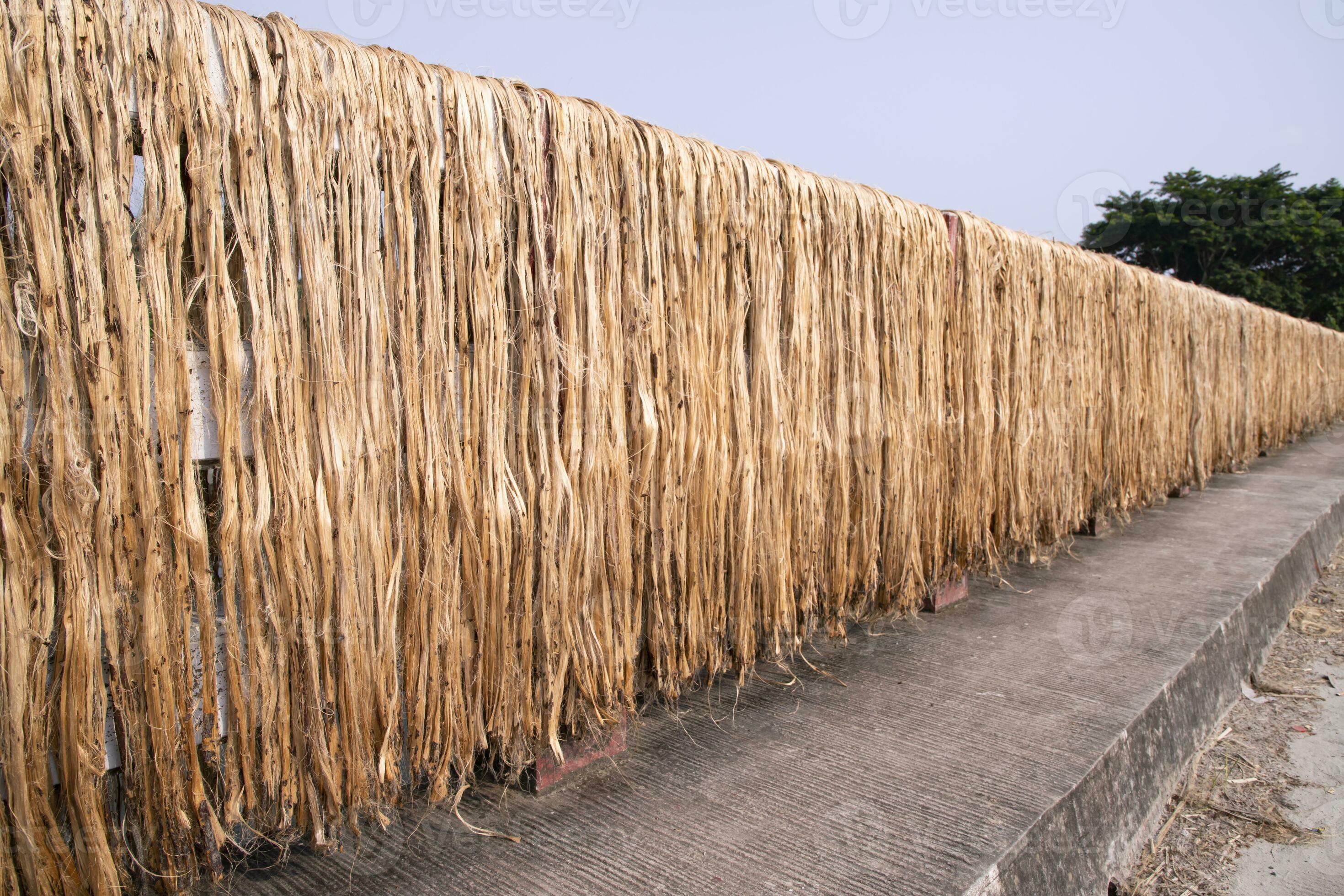 Golden wet raw jute fiber hanging under the sunlight for drying in