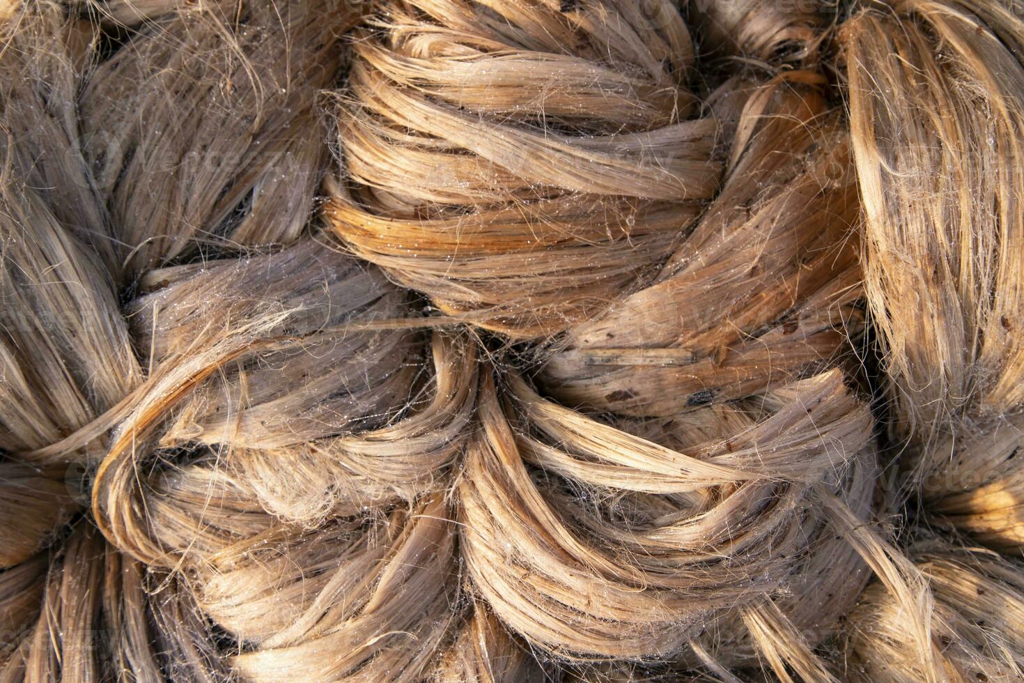 Thick Golden bundle of raw jute fiber Pattern Texture Can be used as a Background wallpaper. This is the Called Golden Fiber in Bangladesh photo