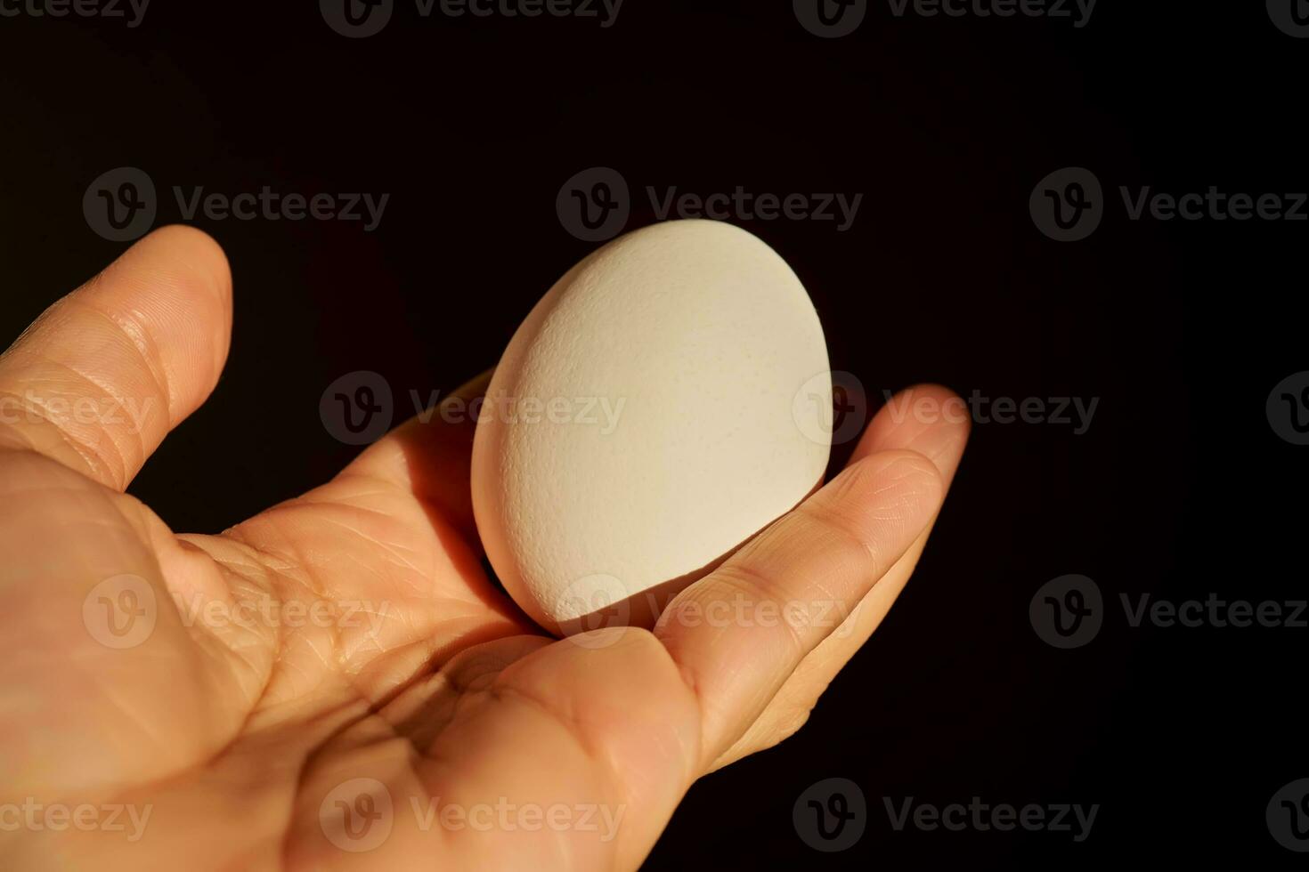 White chicken egg in a woman's hand. photo