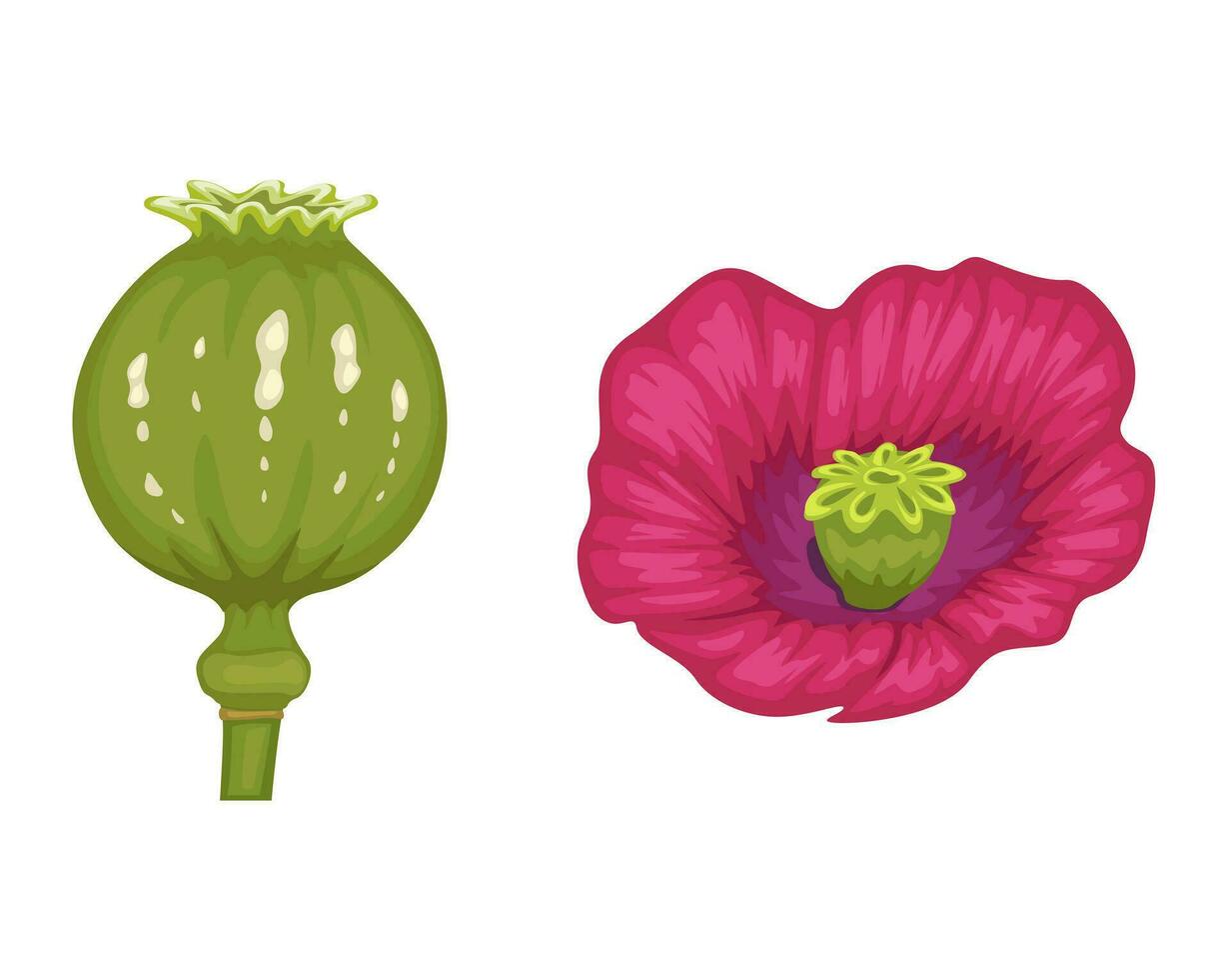 Opium Plant And Flower Cartoon Set illustration Vector