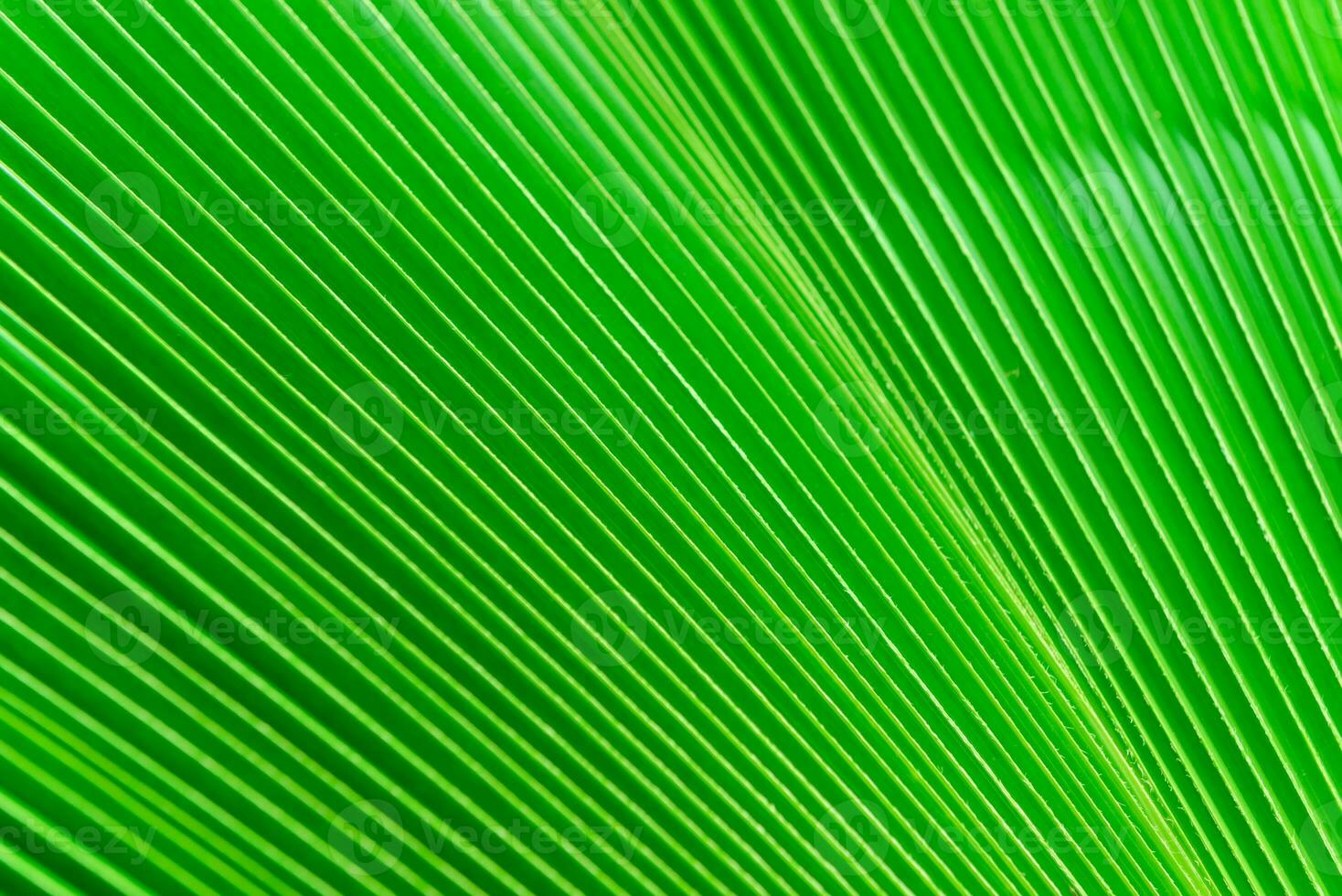 Texture of green palm leaf for background photo