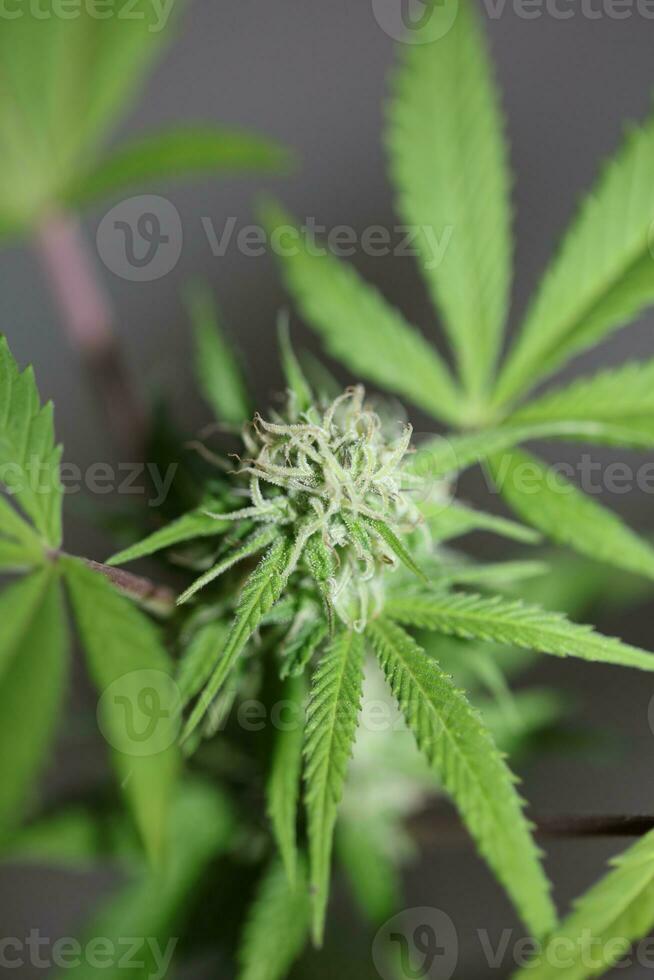 Medical cannabis rolling joints with trimmed stuff grown in California fresh therapeutic and inspirational weed big size high quality instant prints photo