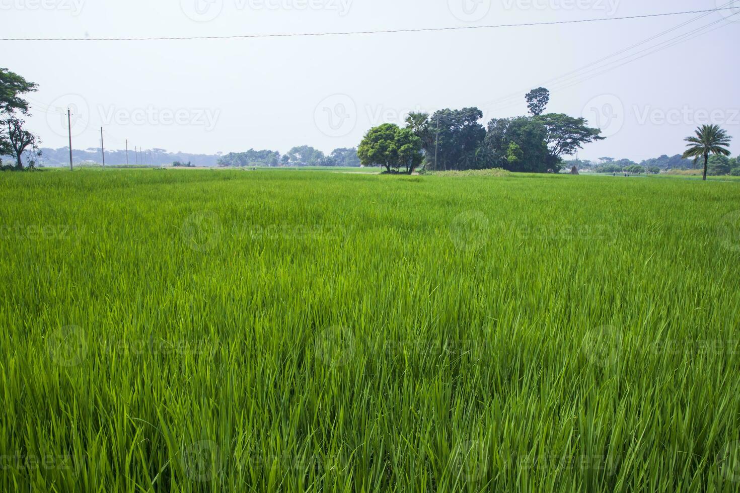 agriculture Landscape view of the grain  rice field in the countryside of Bangladesh photo