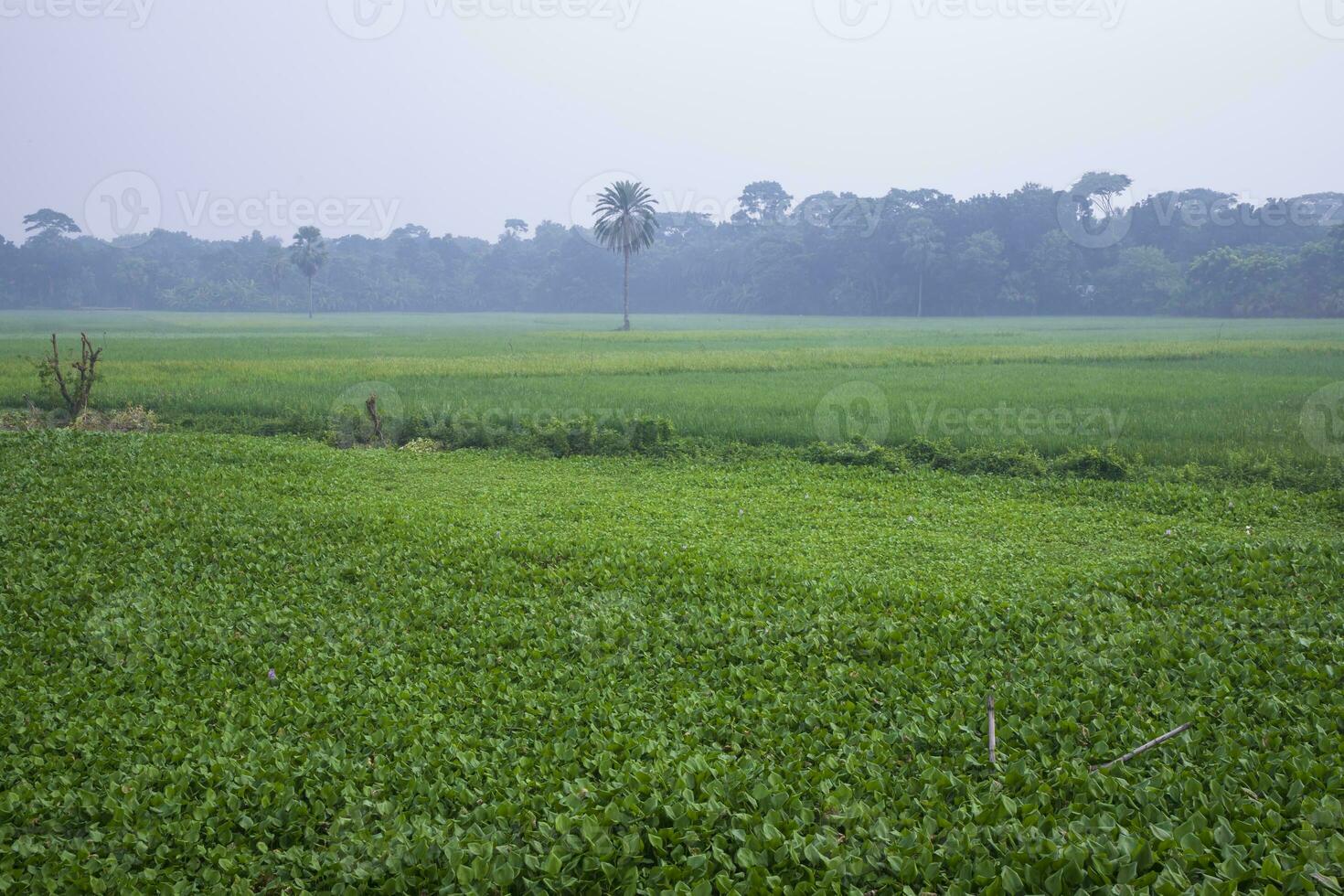 agriculture Landscape view of the grain  rice field in the countryside of Bangladesh photo