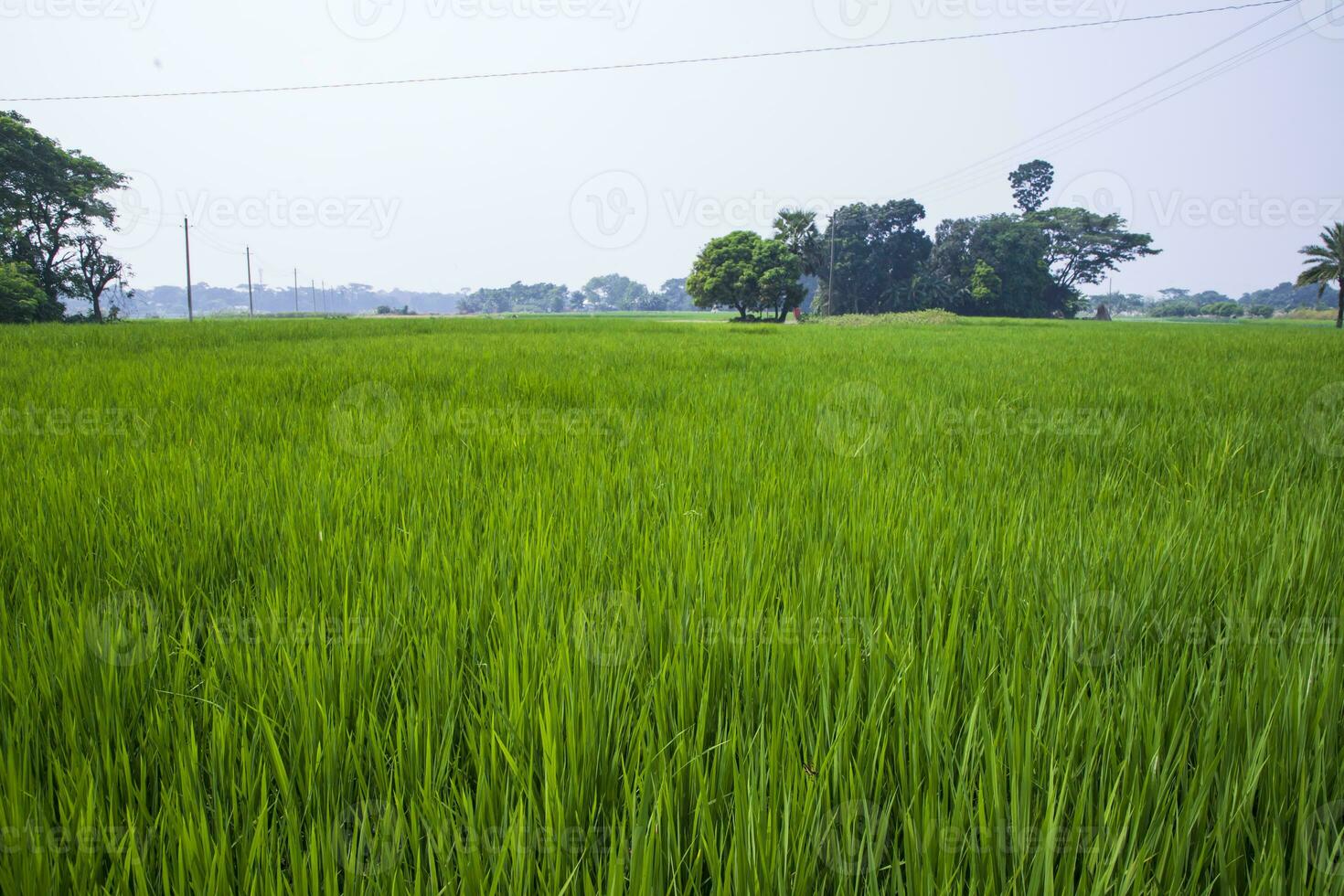 agriculture Landscape view of the grain  rice field in the countryside of Bangladesh photo