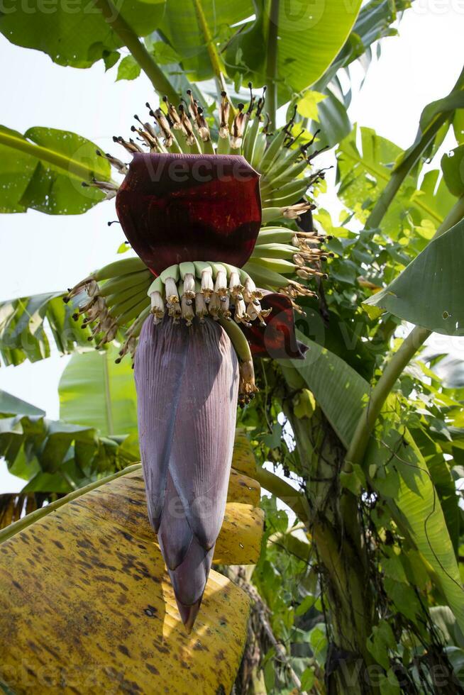 Blossom Banana Flower is a healthy nutrition vegetable on the garden tree photo