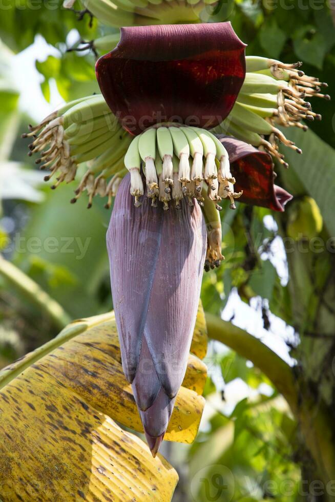 Blossom Banana Flower is a healthy nutrition vegetable on the garden tree photo