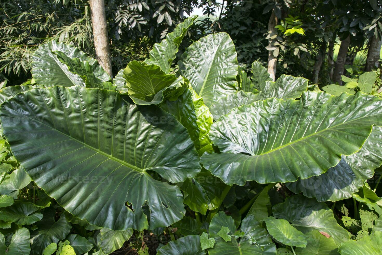Green Alocasia or Elephant ear  tree plant Natural Texture background photo