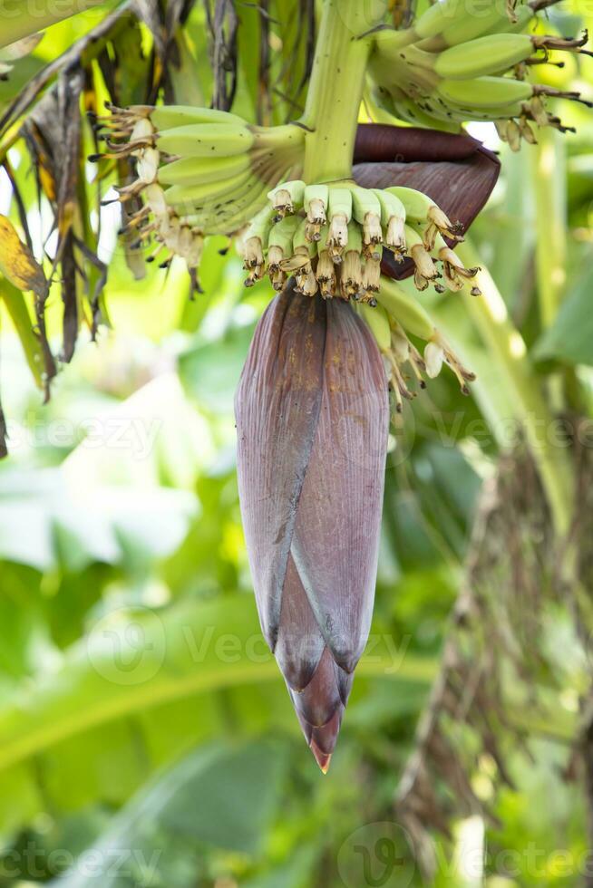 Blossom Banana Flower is a healthy nutrition vegetable on the garden tree photo