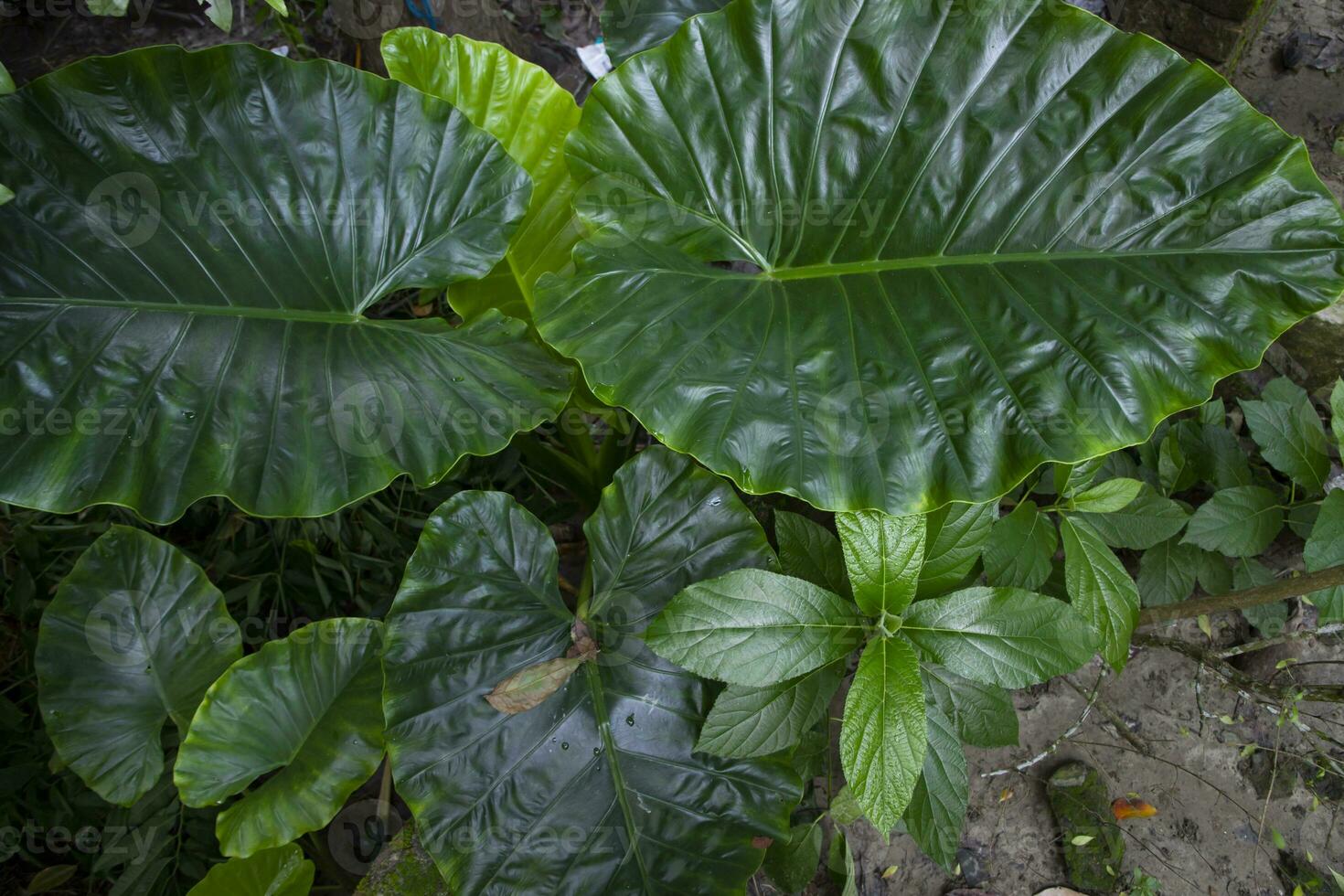 Green Alocasia or Elephant ear  tree plant Natural Texture background photo