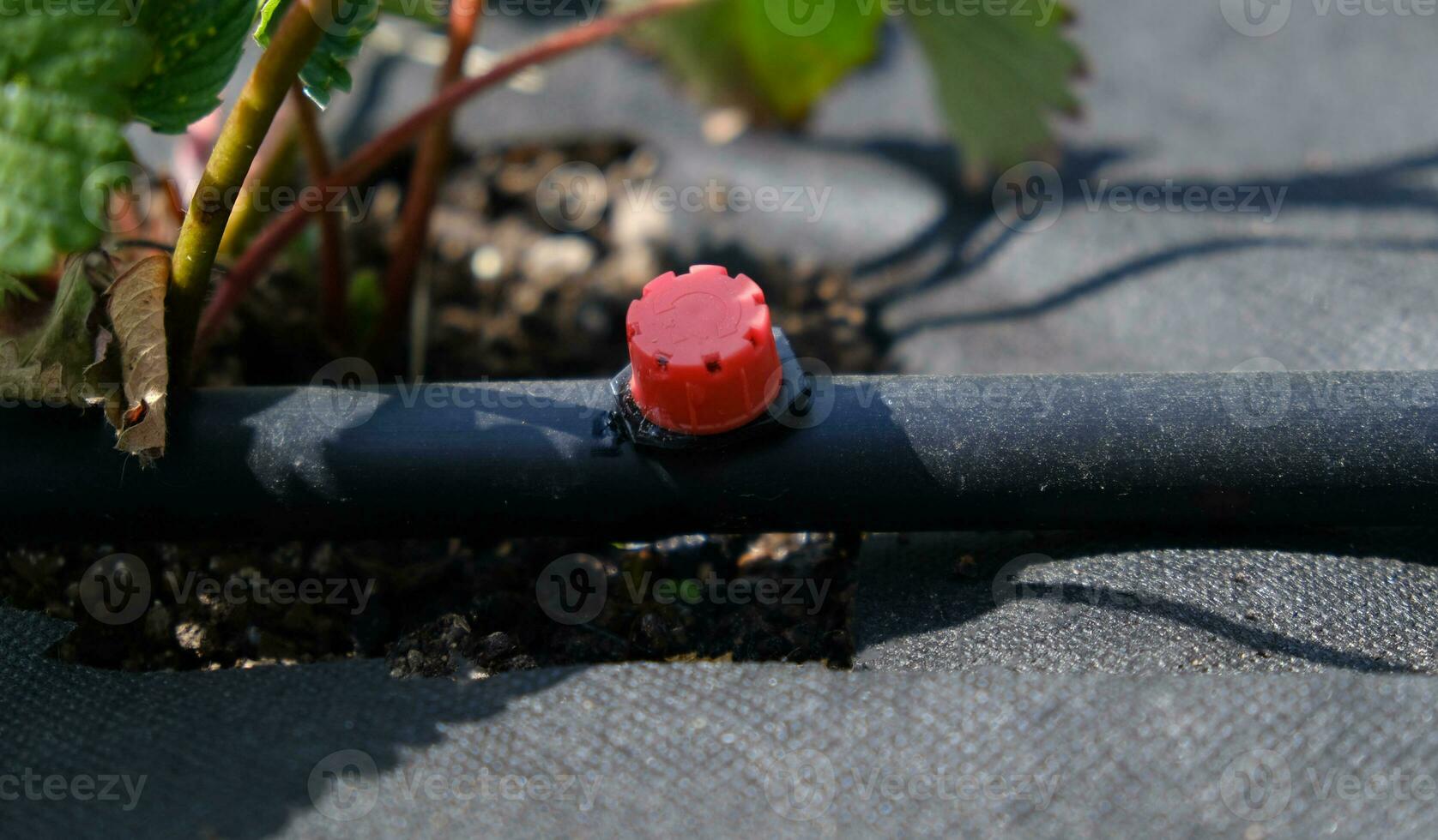 Drip irrigation. Close up view of irrigation system in a raised bed. Strawberry bushes sprout from the litter against drip irrigation. photo