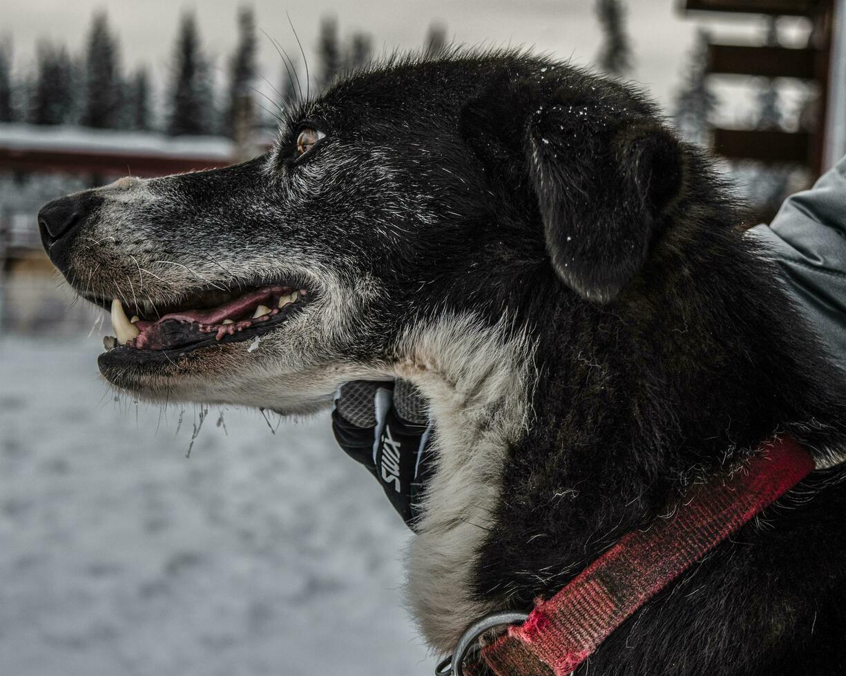 A Winter Husky photo