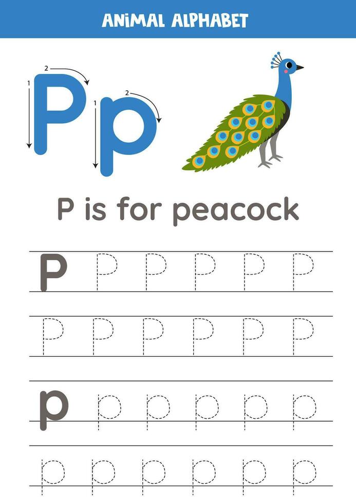 Tracing alphabet letters for kids. Animal alphabet. P is for peacock. vector