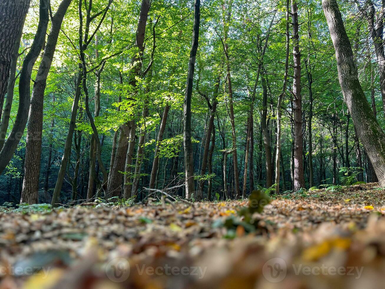 Autumn forest trees photo