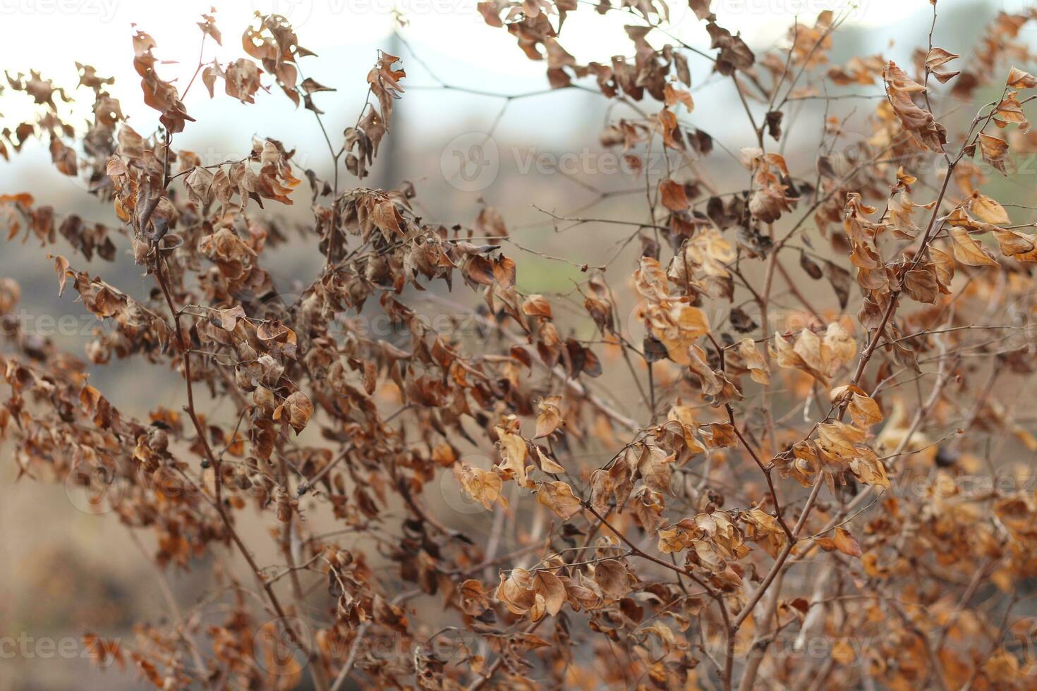 Image of dry and dead leaves photo