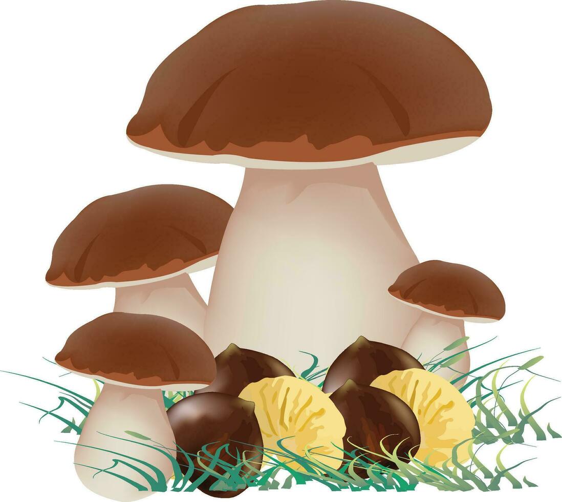 Porcini mushroom family with chestnuts autumn season- vector