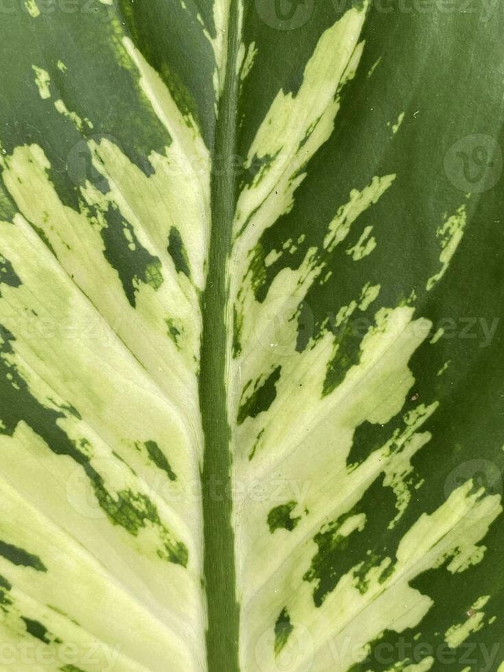 close - up shot of beautiful Dieffenbachia seguine leaf background photo