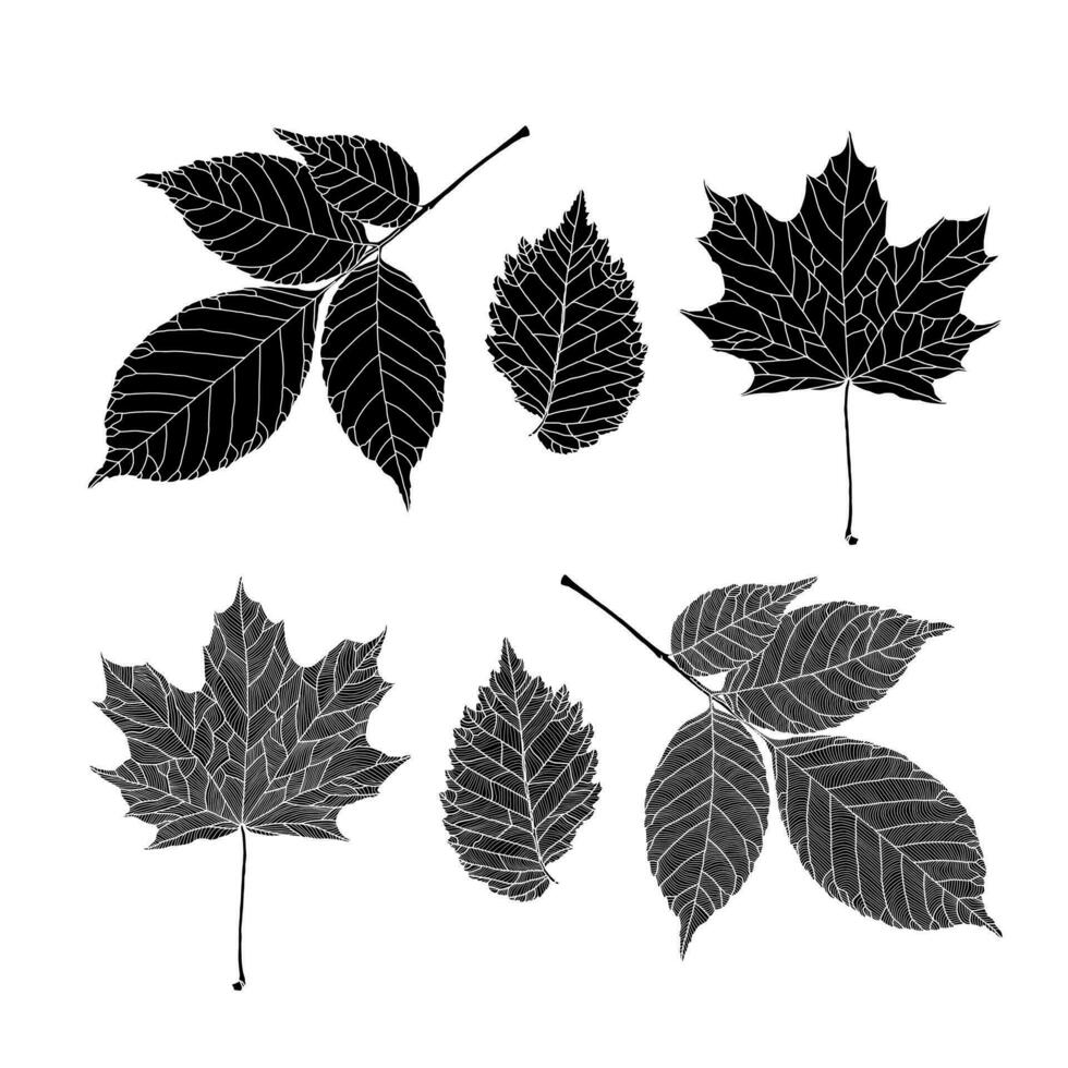 Set of silhouettes of leaves of various trees. Ash, maple, elm leaves in a veined line graphic on white background. Vector illustration. Decorative elements for card, invitation, banner, poster, print