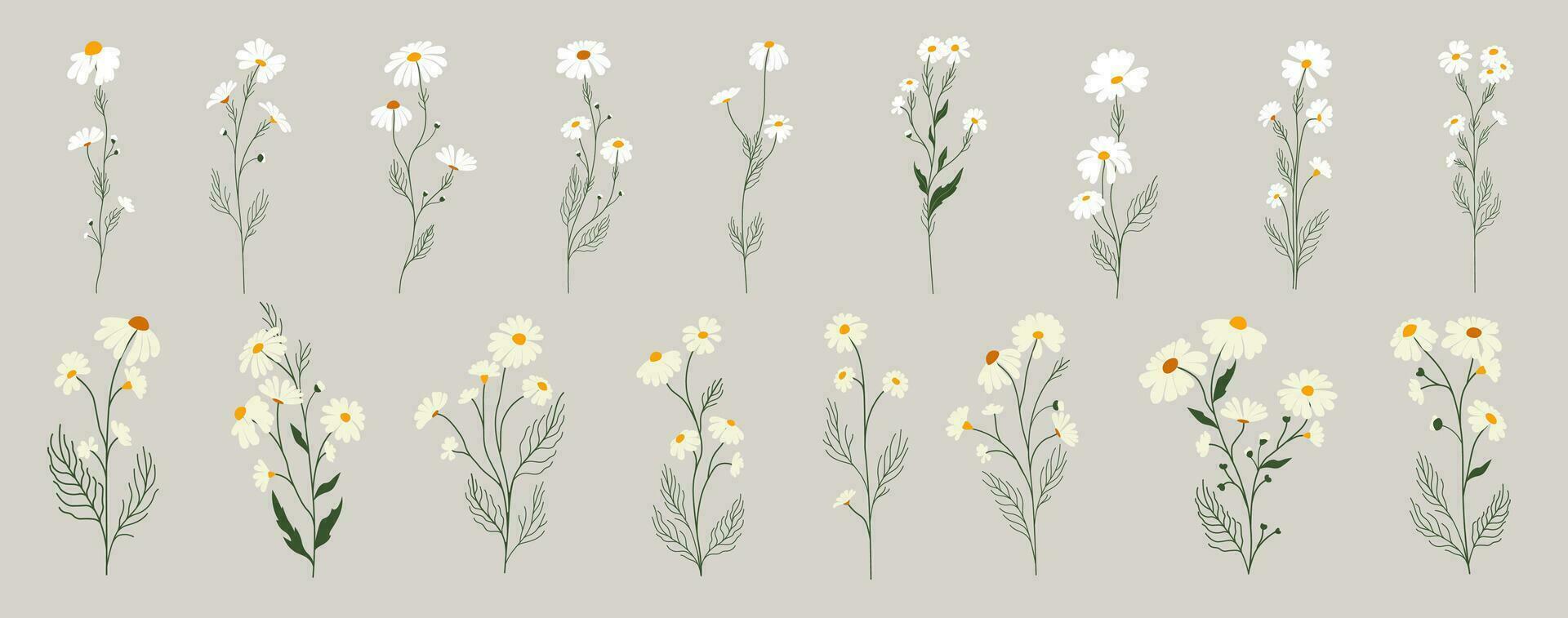 Set of daisy flowers. Chamomile illustration. Vector. vector