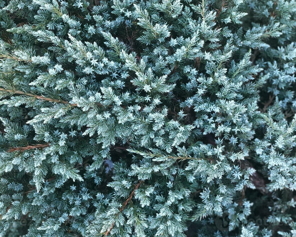 Green coniferous branches. Closeup conifer background. Fluffy blue spruce with needles. photo