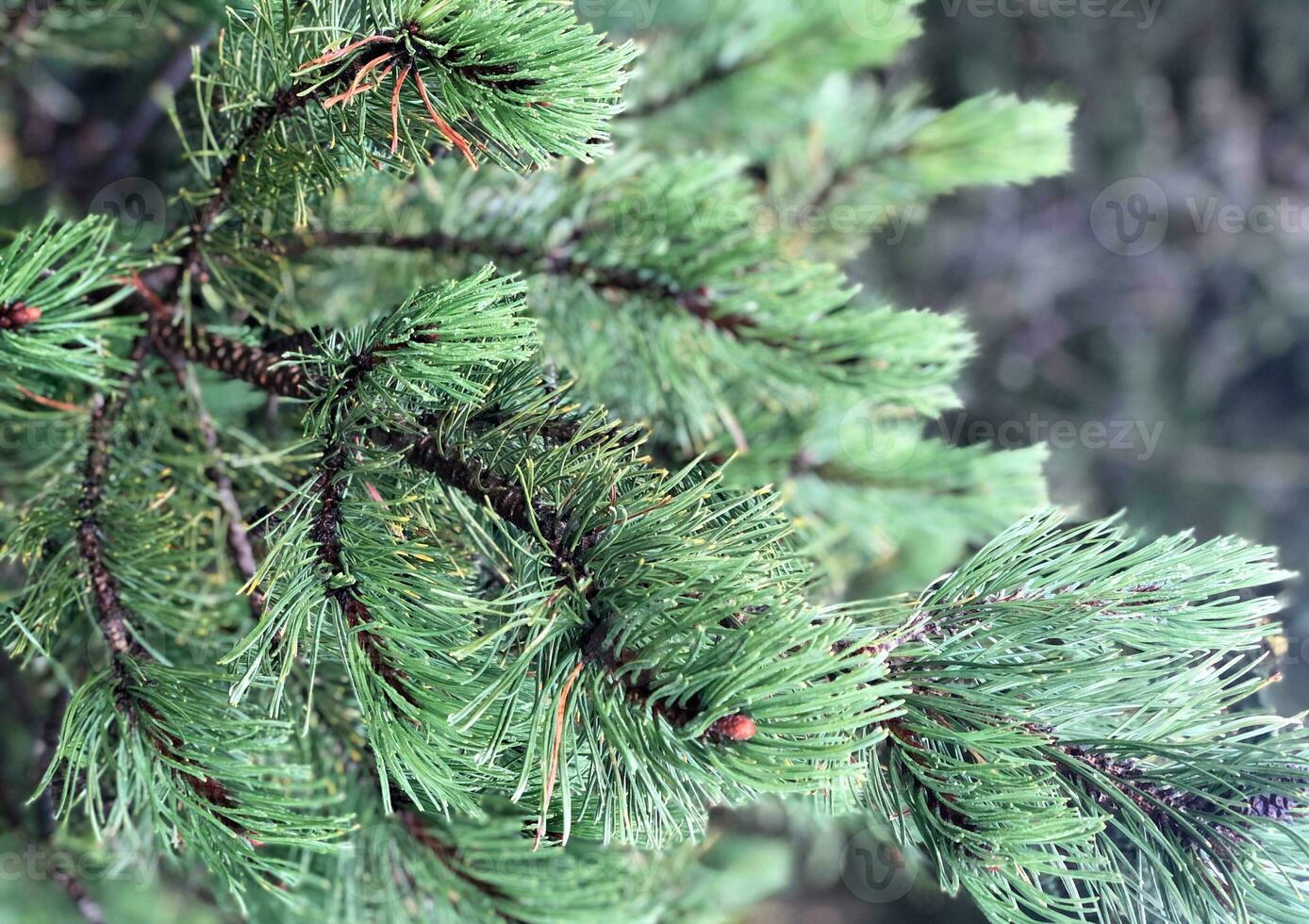 verde ramas de un pino árbol. de cerca conífera. mullido Navidad árbol agujas en borroso antecedentes foto