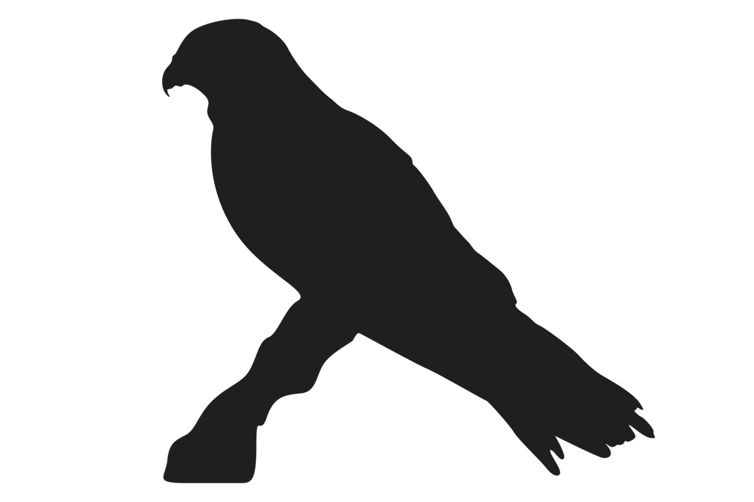 Pose Of Eagle Silhouette With Transparent Background png