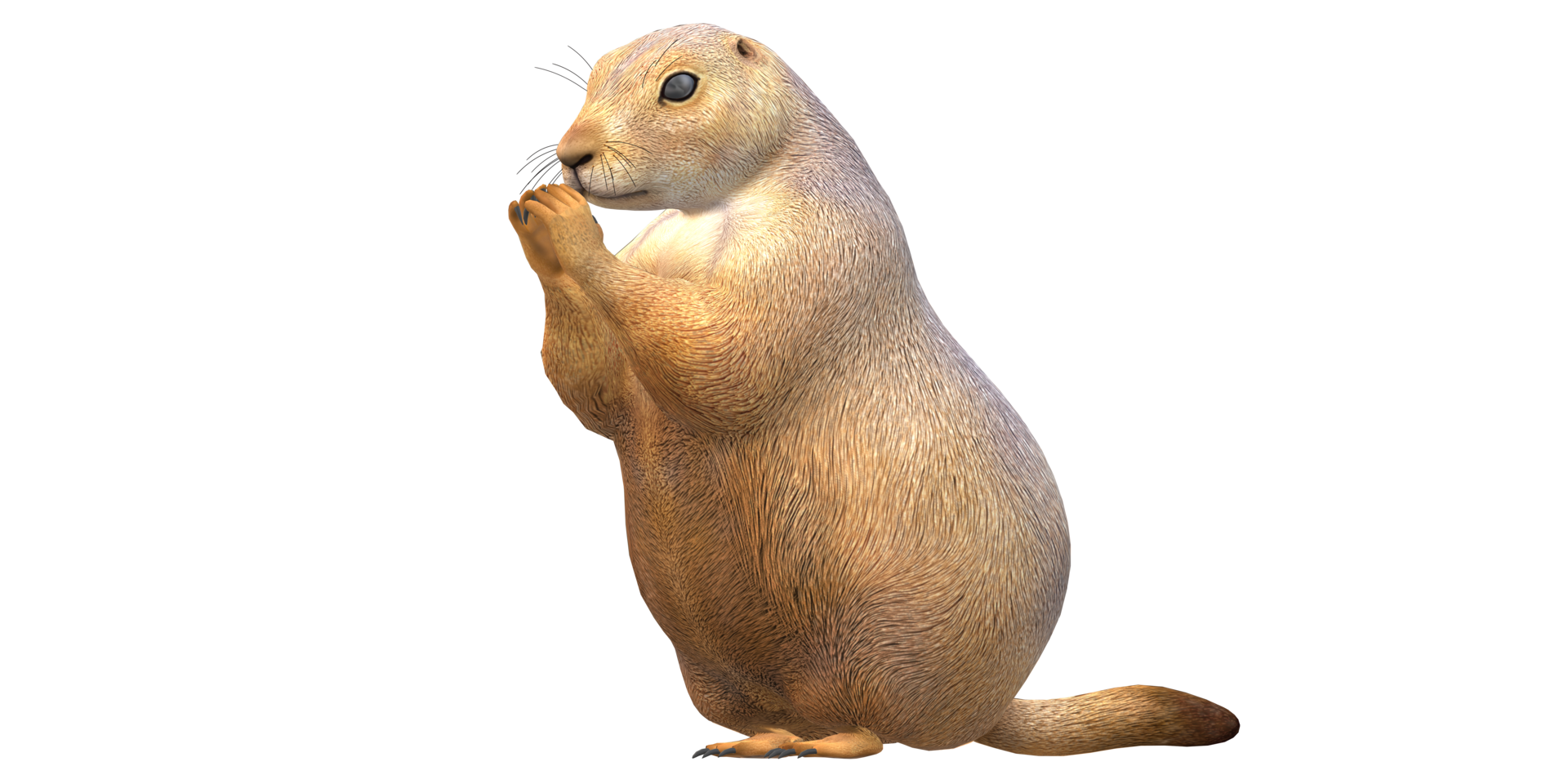 Prairie Dog isolated on a Transparent Background png