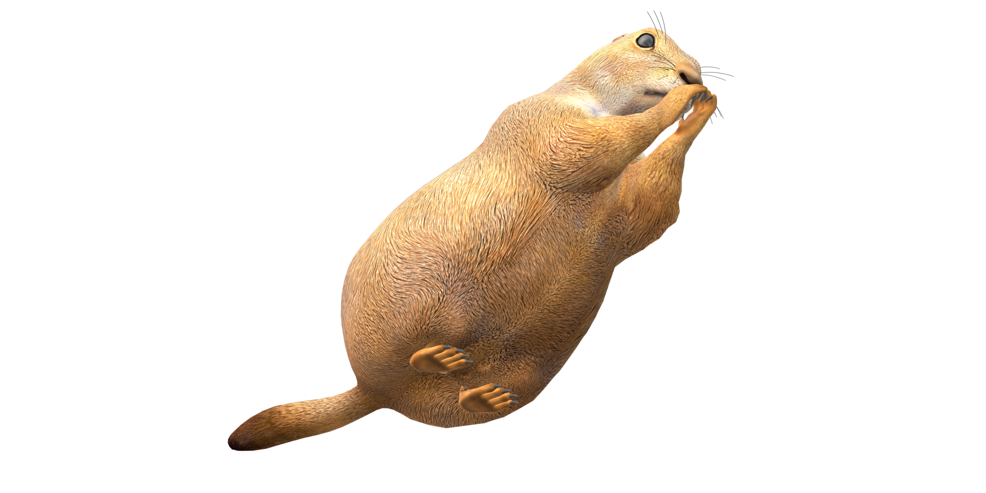 Prairie Dog isolated on a Transparent Background png