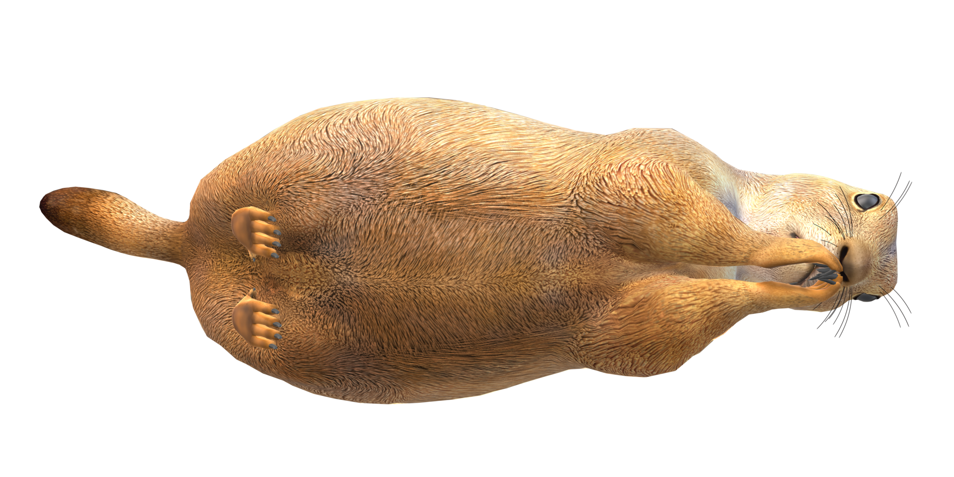 prairie chien isolé sur une transparent Contexte png