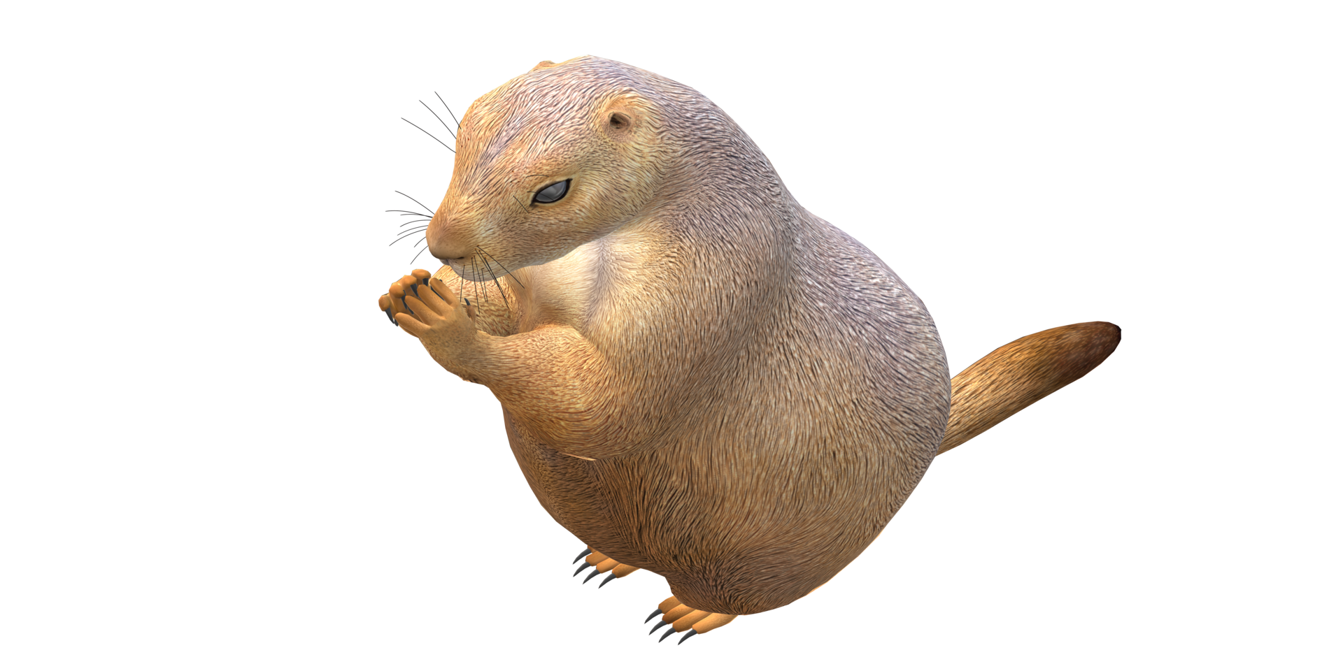 Prairie Dog isolated on a Transparent Background png