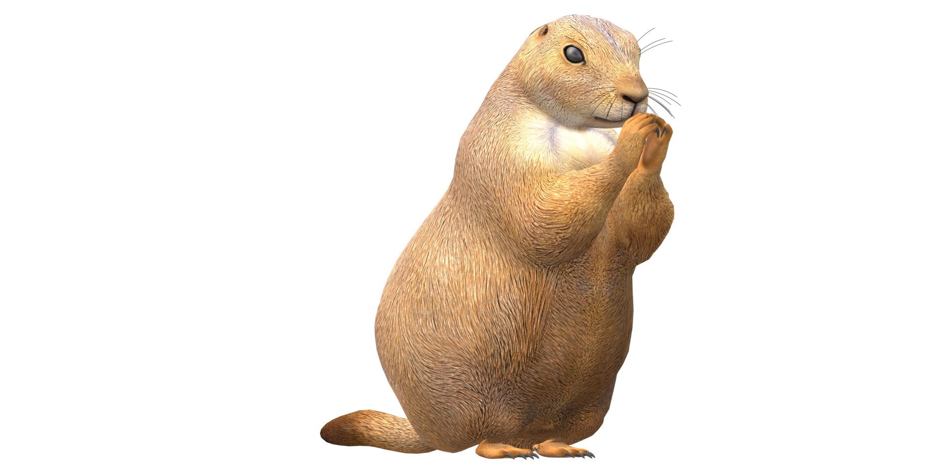 Prairie Dog isolated on a Transparent Background png