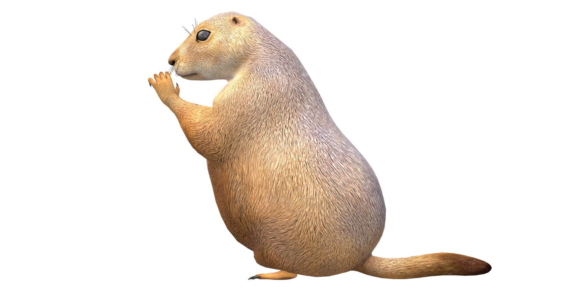 Prairie Dog isolated on a Transparent Background png