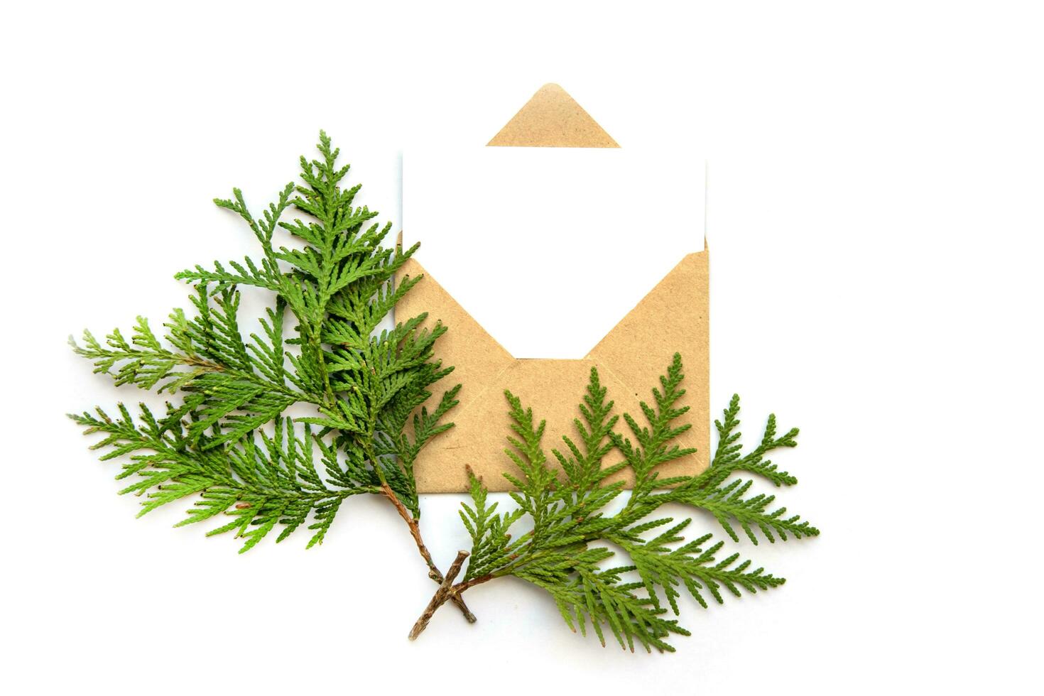 Craft open envelope with a blank white sheet for text. Green cypress branches as decor. photo