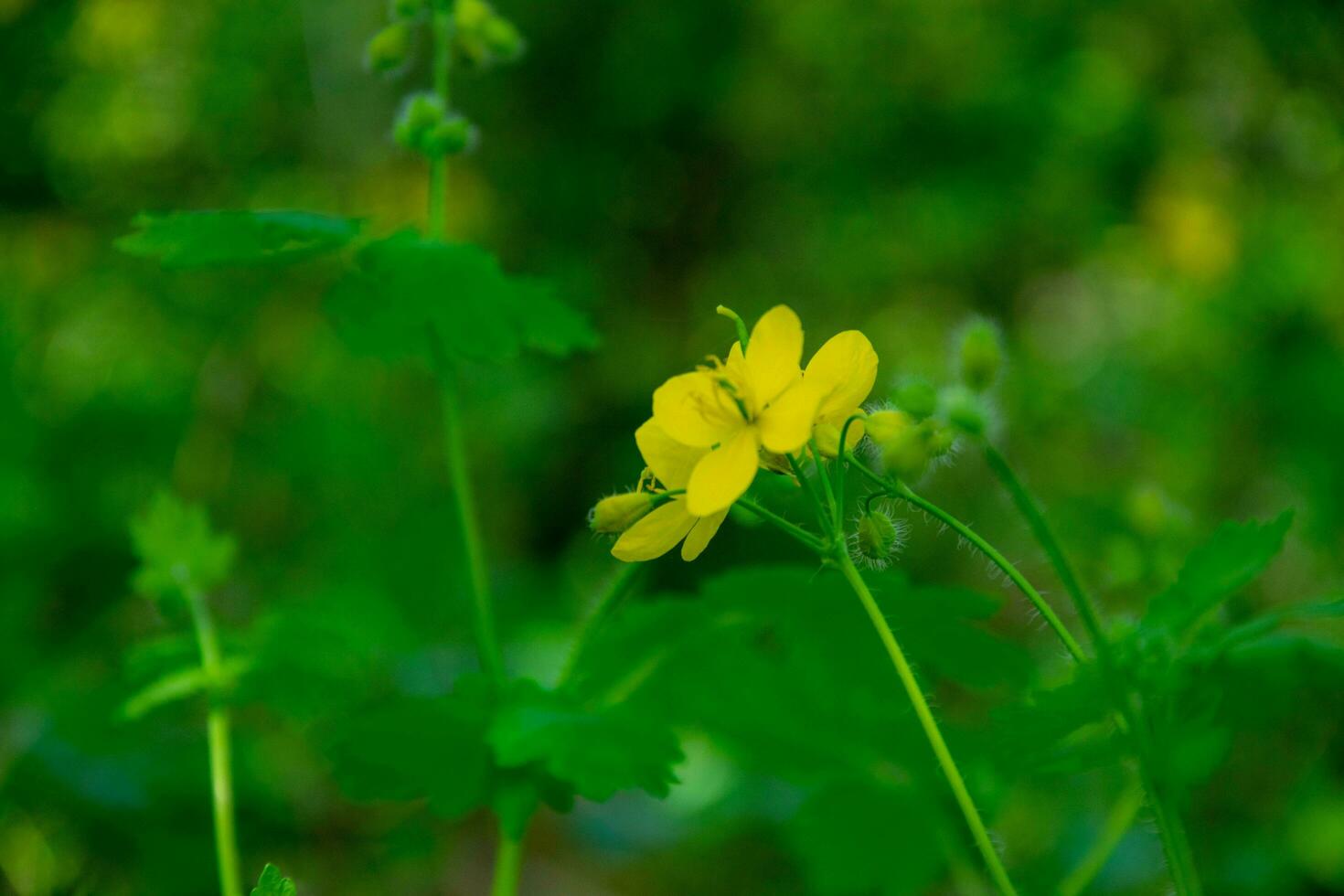 amarillo celidonia flor en un bosque claro con un bokeh efecto. primavera paisaje. foto