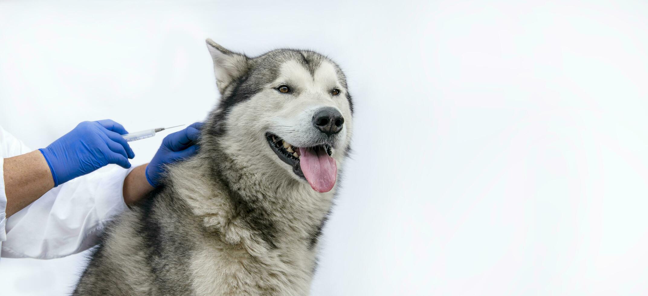 Large dog in a veterinary clinic on a white background with space for text. The hand of a veterinarian holds a syringe and the withers of a dog. photo