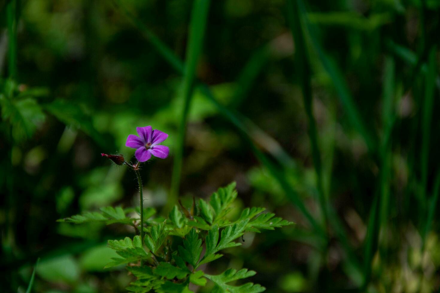 Lilac spring forest flower on a blurred background of a forest glade. photo