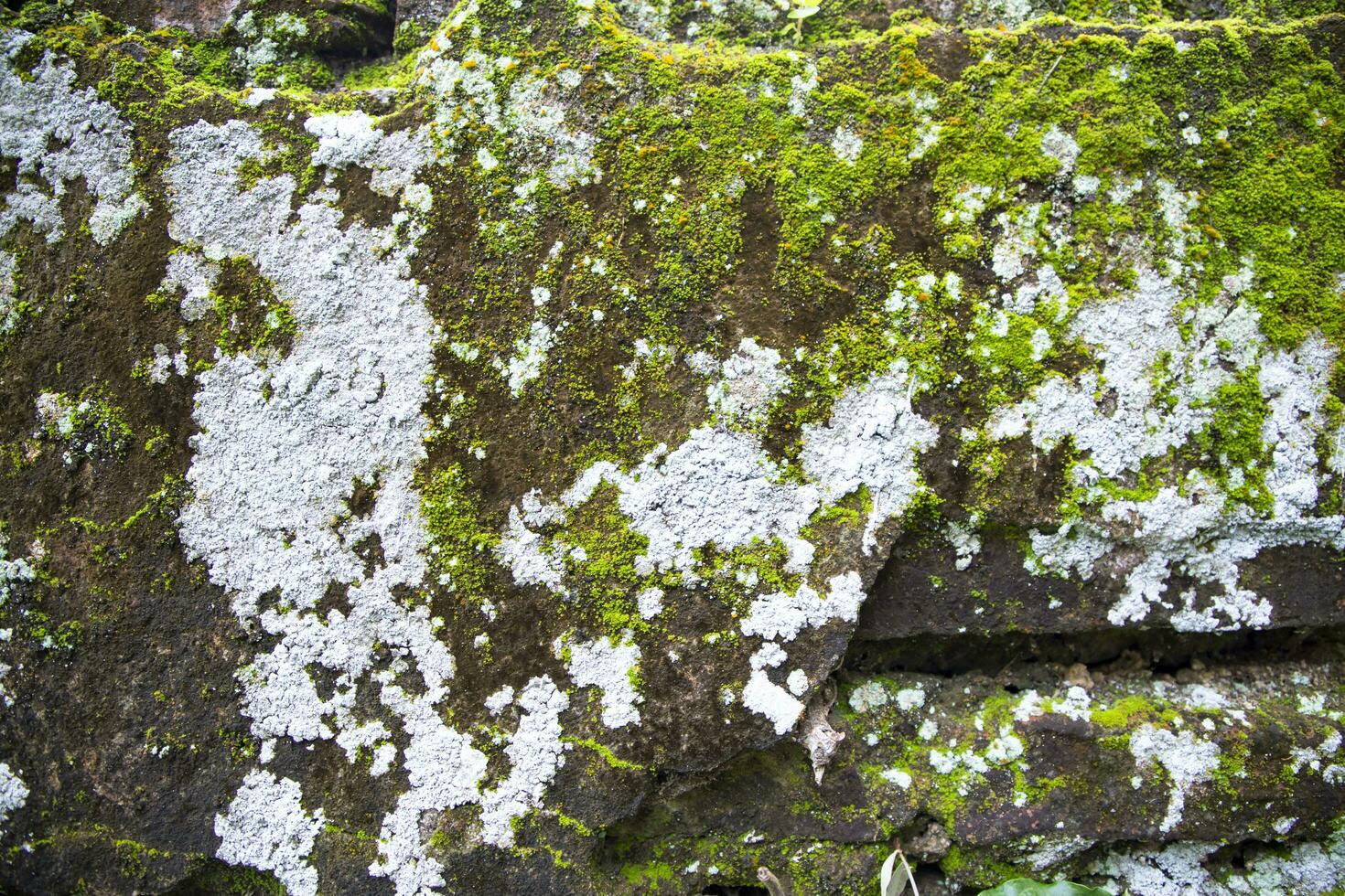 Lichen Fungi Green Moss on the old Concreate wall abstract Texture background. Rusty, Grungy, Gritty Vintage Background photo