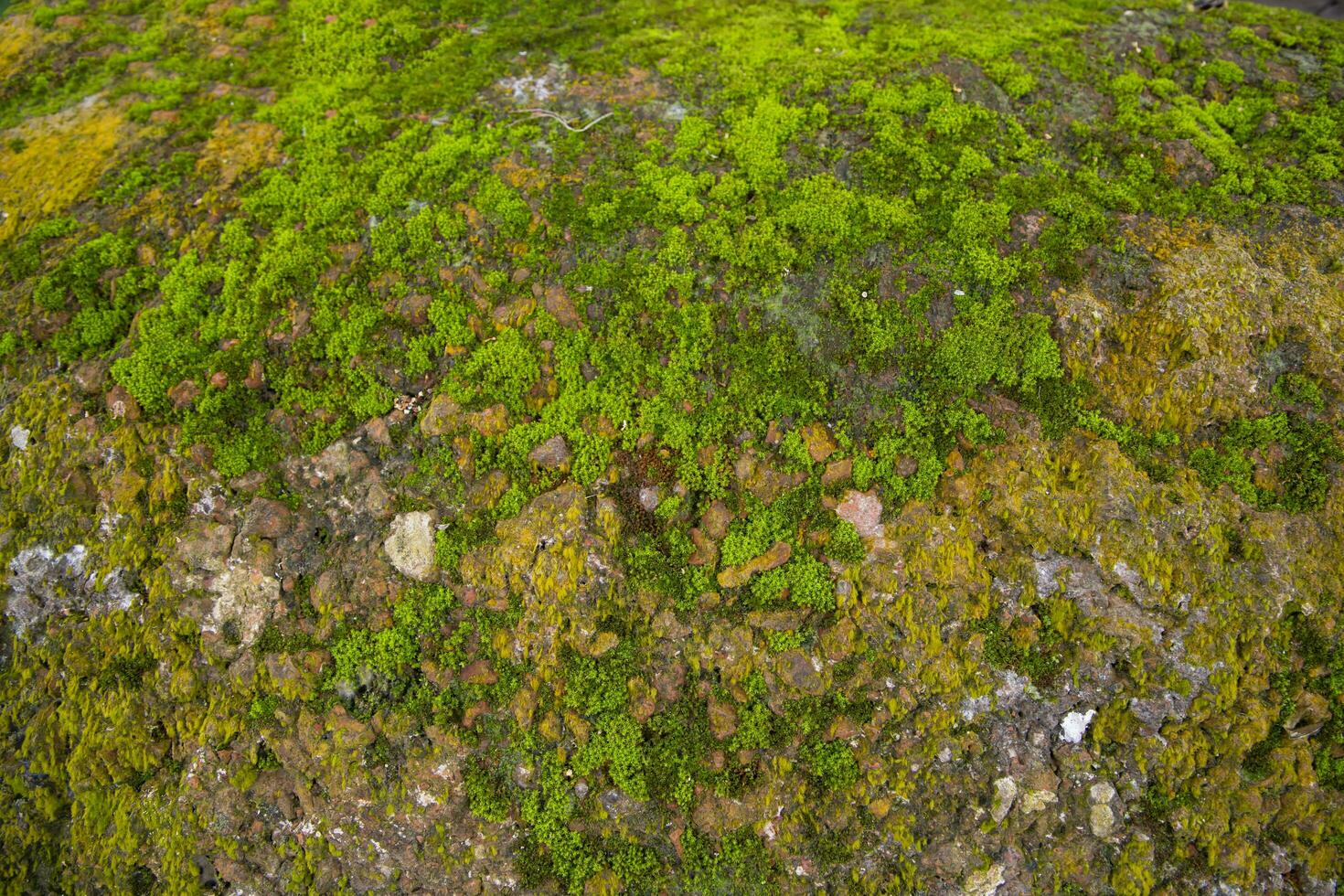 Fungi Green Moss old concrete wall abstract Texture background wallpaper. Rusty, Grungy, Gritty Vintage Background photo