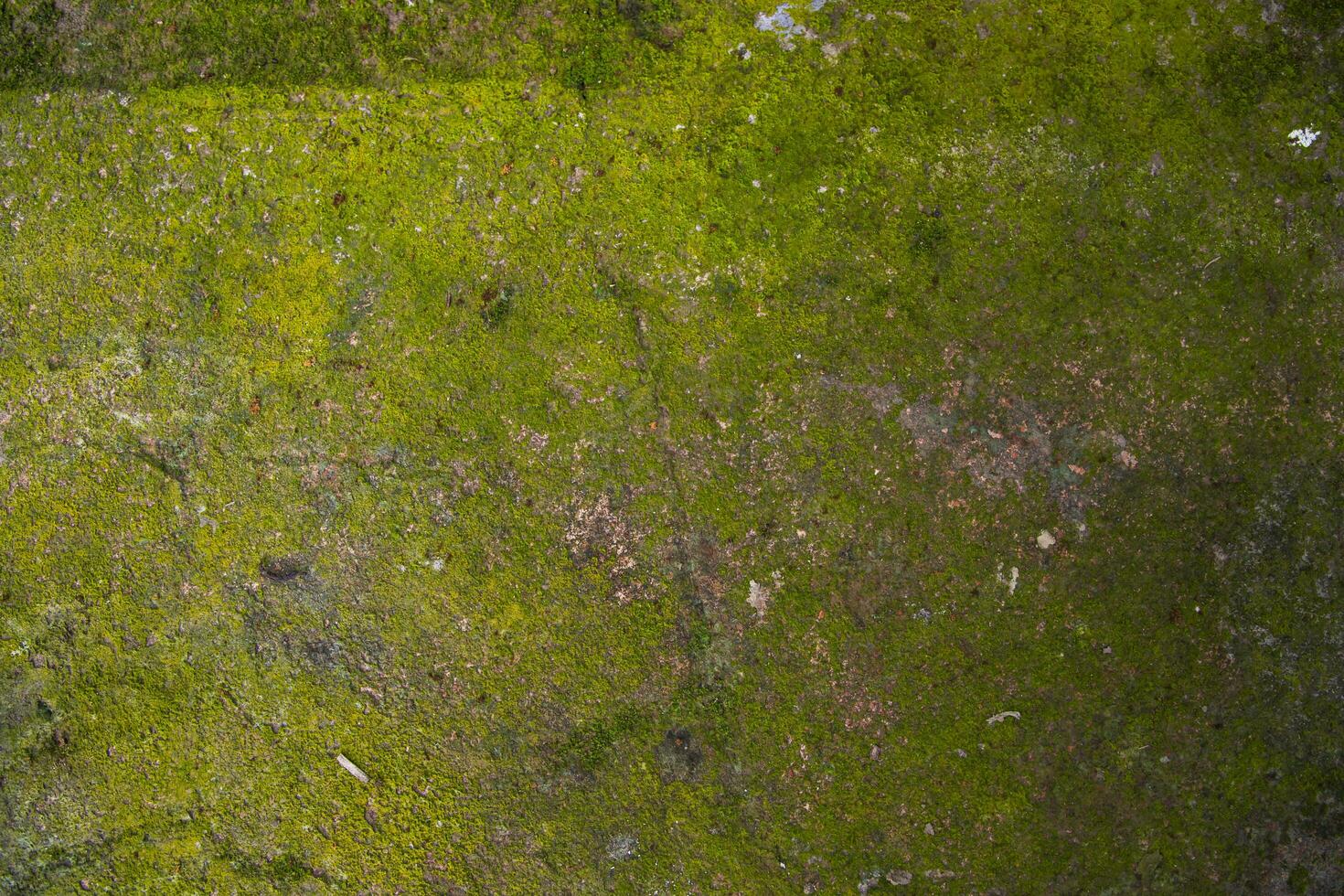 Lichen Fungi Green Moss on the old Concreate wall abstract Texture background. Rusty, Grungy, Gritty Vintage Background photo