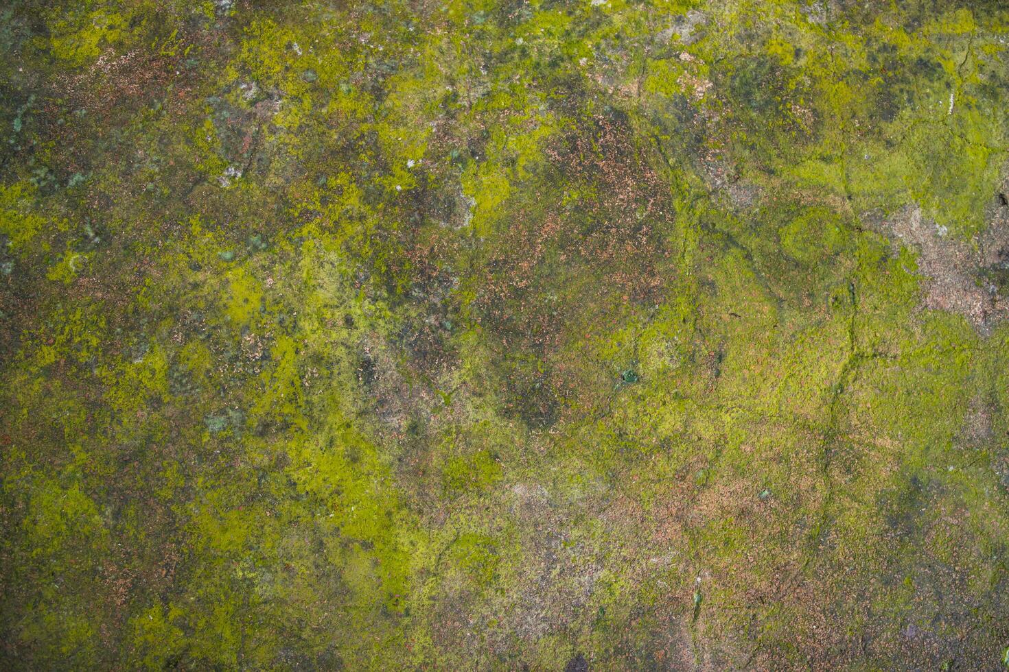 Lichen Fungi Green Moss on the old Concreate wall abstract Texture background. Rusty, Grungy, Gritty Vintage Background photo