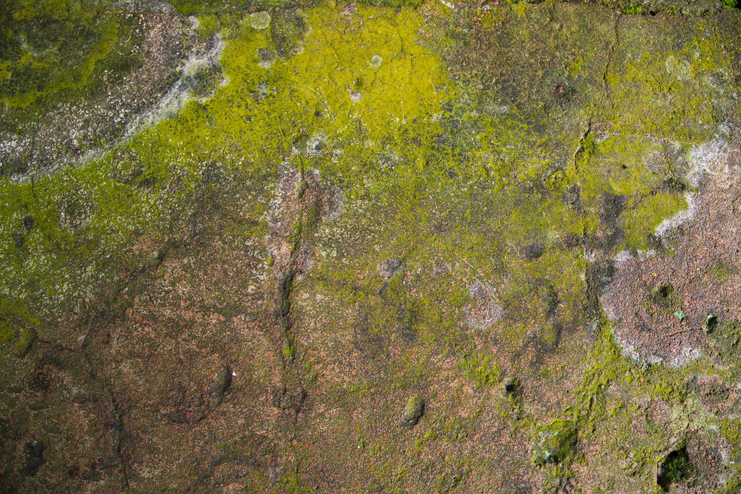 Lichen Fungi Green Moss on the old Concreate wall abstract Texture background. Rusty, Grungy, Gritty Vintage Background photo