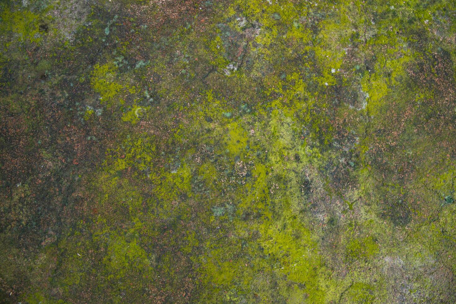 Lichen Fungi Green Moss on the old Concreate wall abstract Texture background. Rusty, Grungy, Gritty Vintage Background photo
