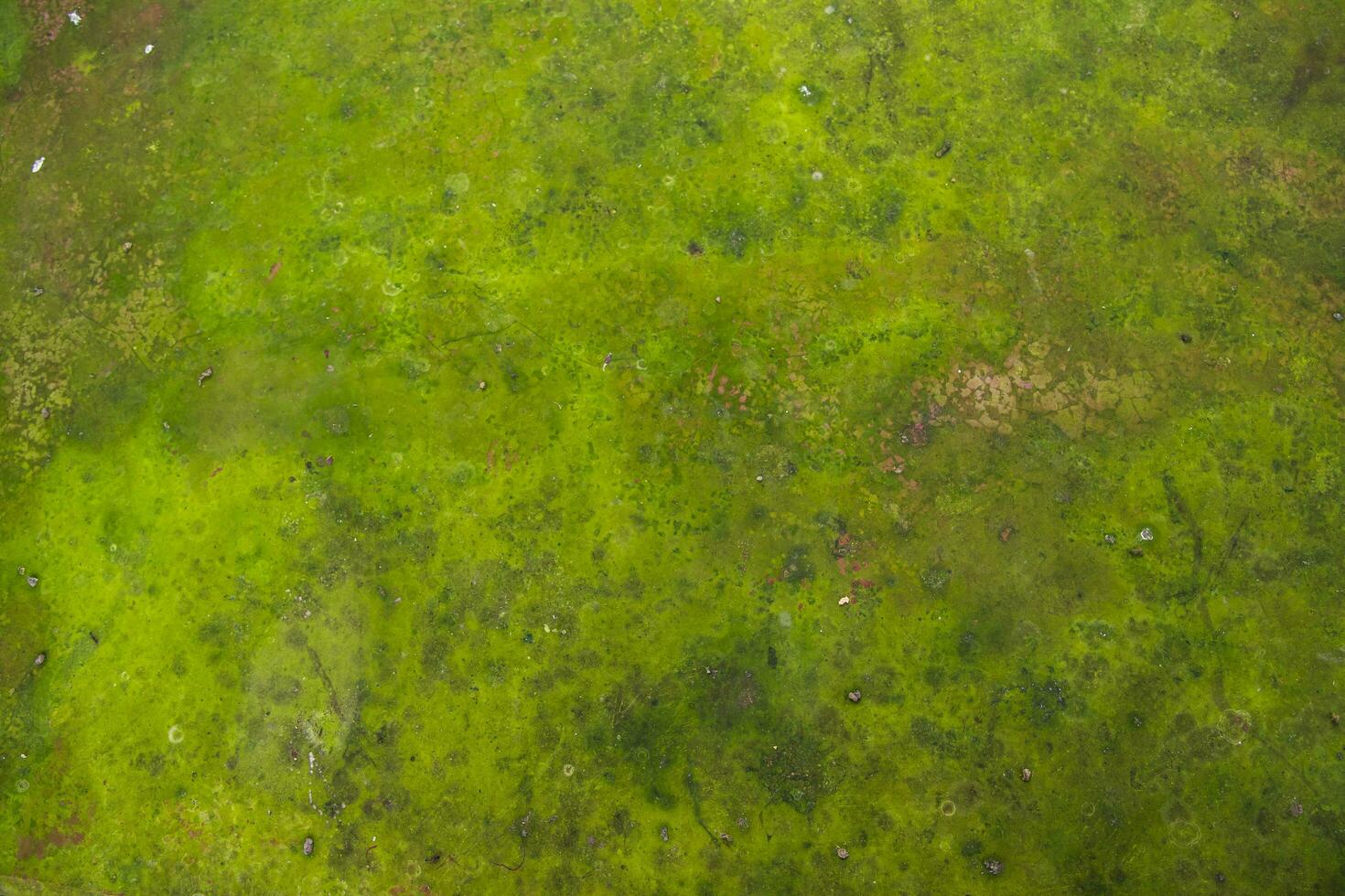 Fungi Green Moss Texture abstract background concrete wall. Rusty, Grungy, Gritty Vintage Background photo