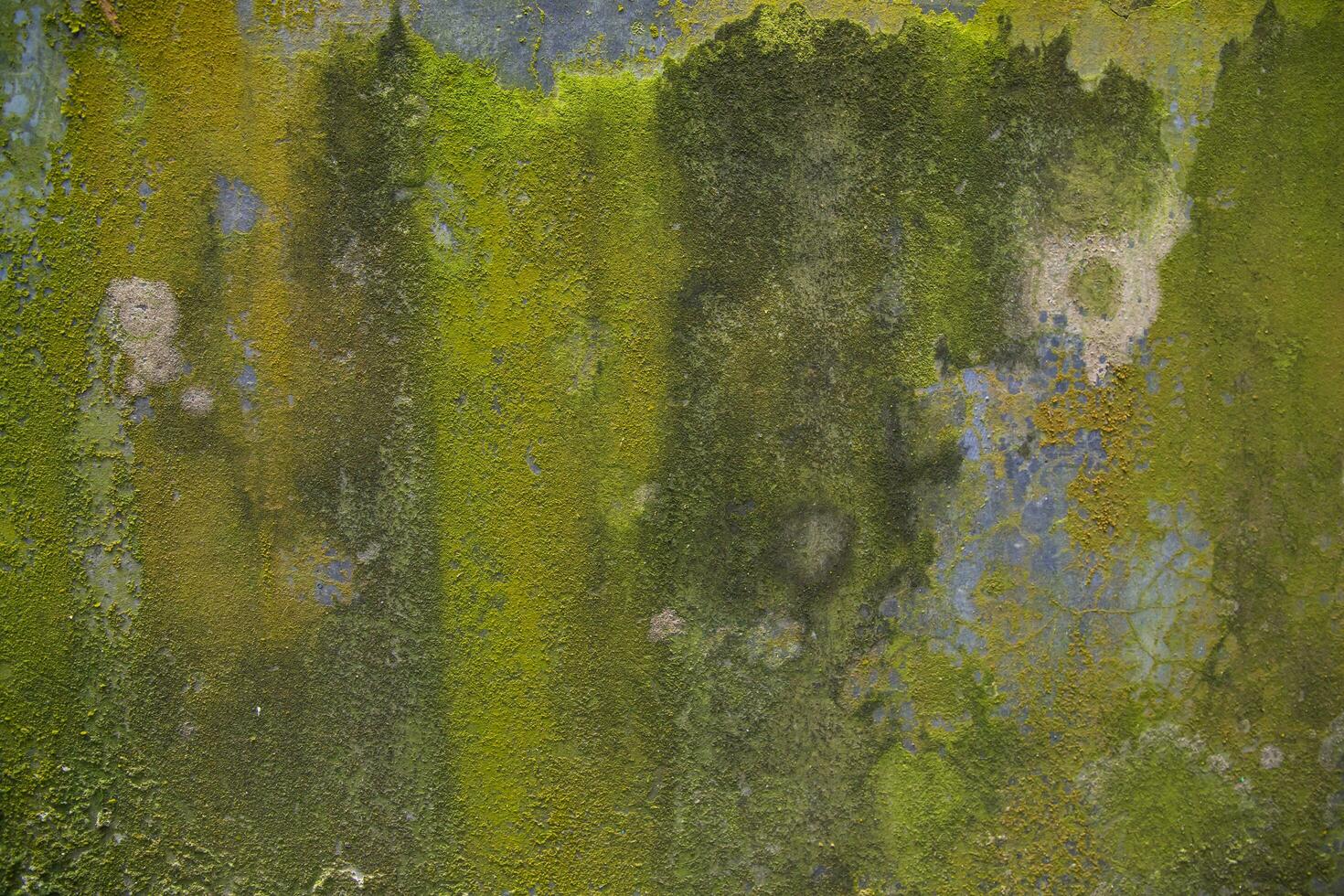 Fungi Green Moss Texture abstract background concrete wall. Rusty, Grungy, Gritty Vintage Background photo