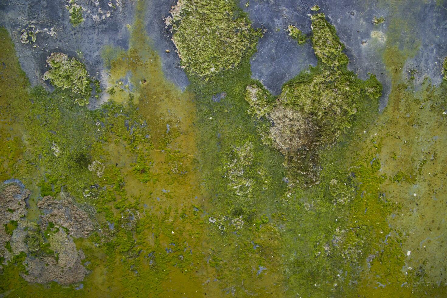 Fungi Green Moss Texture abstract background concrete wall. Rusty, Grungy, Gritty Vintage Background photo